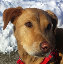 NYC Pet Nanny Cat Sitting Service - Photo 2 - Car repair in Astoria, NY, New York