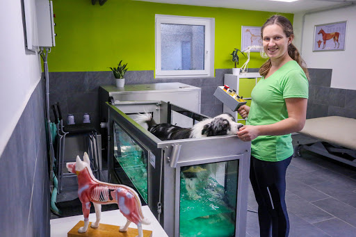 Hundephysiotherapie - Canine Motion unter Aalen, 