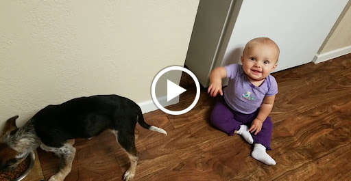 Animal Shelter «Humane Society of El Paso», reviews and photos