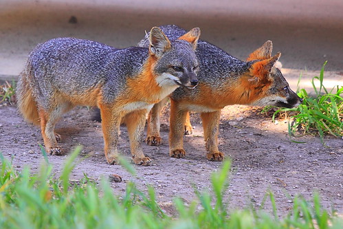 National Park «Channel Islands National Park», reviews and photos