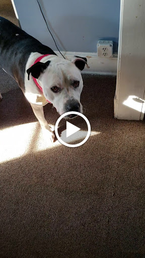 Used Car Dealer «White Horse Auto», reviews and photos, 100 W Shirley Ave, Warrenton, VA 20186, USA