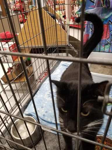 Pet Supply Store «Petco Animal Supplies», reviews and photos, 9078 SE Sunnyside Rd, Clackamas, OR 97015, USA