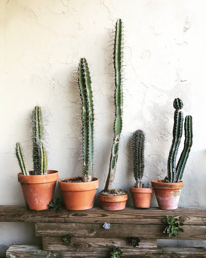 Wholesale Florist «Urban Jungle», reviews and photos, 2603 Sherman Ave NW, Washington, DC 20001, USA