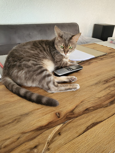Jasmin Buhles veterinary Chirurg unter Otterberg, 
