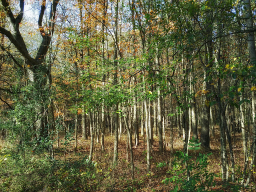 Nature Preserve «Jurgensen Woods Nature Preserve», reviews and photos, 183rd St, Lansing, IL 60438, USA