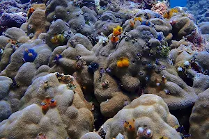 Atoll Scuba - Dive School image