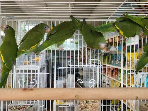 Pet Store «Louis Birds Pets & Supplies», reviews and photos, 80 Keyes St, San Jose, CA 95122, USA