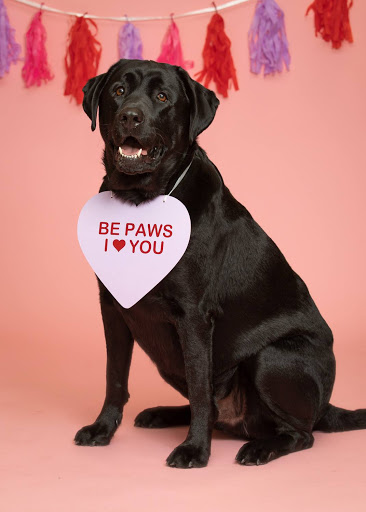 Pet Store «PetSaver Healthy Pet Superstore (Greece Location)», reviews and photos, 1596 W Ridge Rd, Rochester, NY 14615, USA