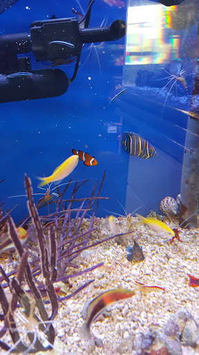 Tropical Fish Store «Stingray Bay», reviews and photos, 17800 E 9 Mile Rd, Eastpointe, MI 48021, USA