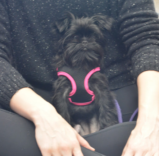 Pet Supply Store «The Natural Pet Enrichment Center», reviews and photos, 6720 Royalton Rd, North Royalton, OH 44133, USA