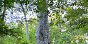 Big Tree Park - Cross Seminole Trailhead