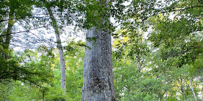 Big Tree Park - Cross Seminole Trailhead