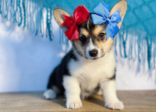 Dog Breeder «Playful Pets», reviews and photos, 115 Ridge Pike, Conshohocken, PA 19428, USA