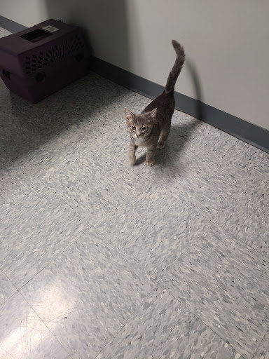 6231 Reynolds Rd, Mentor, OH 44060, USA