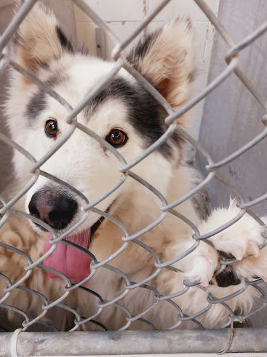 Animal shelter Albuquerque