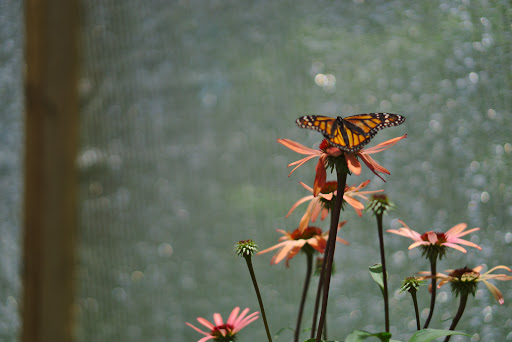 Nature Preserve «Chattahoochee Nature Center», reviews and photos, 9135 Willeo Rd, Roswell, GA 30075, USA