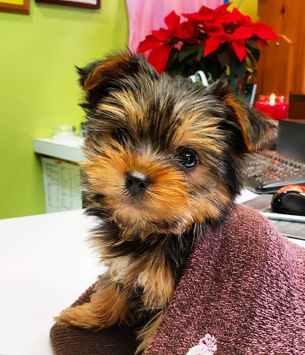 Pet Groomer «Paw Prints Pet Salon», reviews and photos, 725 W Market St, Orwigsburg, PA 17961, USA