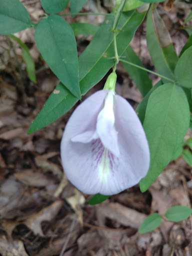 Nature Preserve «Reynolds Nature Preserve», reviews and photos, 5665 Reynolds Rd, Morrow, GA 30260, USA