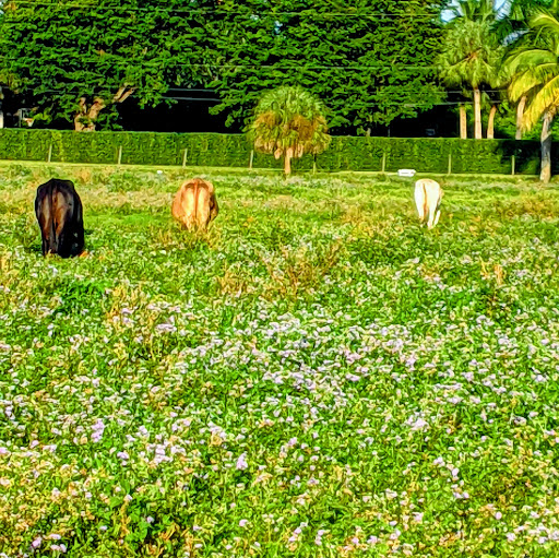 Park «Owl Park», reviews and photos, SW 26th St, Davie, FL 33325, USA