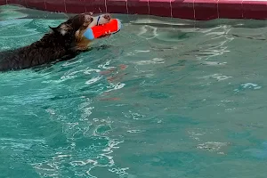 Hip Dog Canine Hydrotherapy image