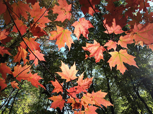 Nature Preserve «Westwood Hills Nature Center», reviews and photos, 8300 W Franklin Ave, St Louis Park, MN 55426, USA