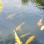 Photo n°2 de l'avis de Kati.a fait le 25/07/2021 à 16:02 sur le  Schnitzelparadies Peter Reimann à Löwenberger Land