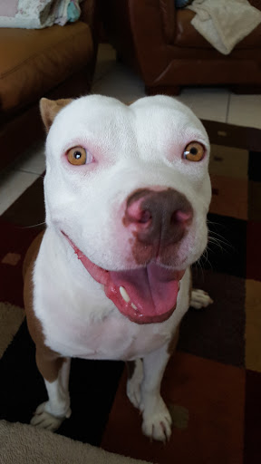 Pet Supply Store «Pet Supermarket», reviews and photos, 800 Sebring Square.., Sebring, FL 33870, USA