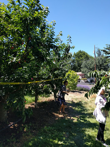 Produce Market «Washington Fruit Place At Barrett Orchards», reviews and photos, 1209 Pecks Canyon Rd, Yakima, WA 98908, USA