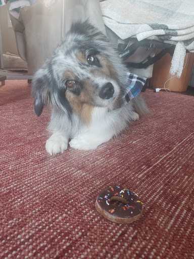 Pet Groomer «Hotdog! Pet Salon», reviews and photos, 629 1st Ave N, Fargo, ND 58102, USA