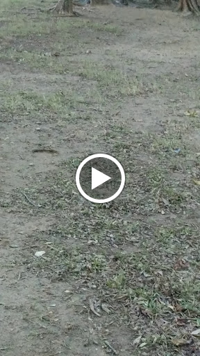 Dog Park «Freedom Dog Park», reviews and photos, 2675 Trophy Park Dr, Roanoke, TX 76262, USA