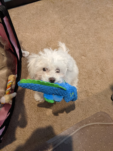 Pet Supply Store «PetSmart», reviews and photos, 620 N West End Blvd, Quakertown, PA 18951, USA