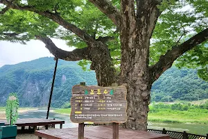 가수리 느티나무 (동강 제1경) image
