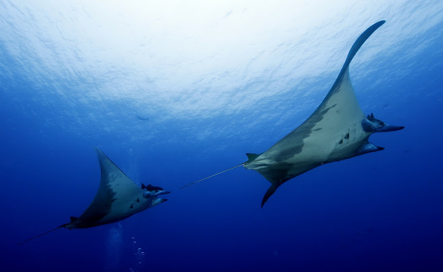 BEST SPOT AZORES 5* DIVE CENTER