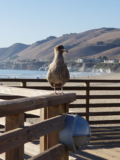 Grocery Store «Pismo Market», reviews and photos, 700 Dolliver St, Pismo Beach, CA 93449, USA