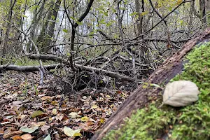 Alkärrets naturreservat image