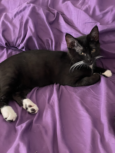 Pet Supply Store «PetSmart», reviews and photos, 4101 Oakwood Blvd, Hollywood, FL 33020, USA