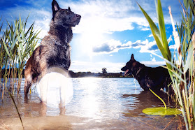 Hundeschule Allgäu Dogs