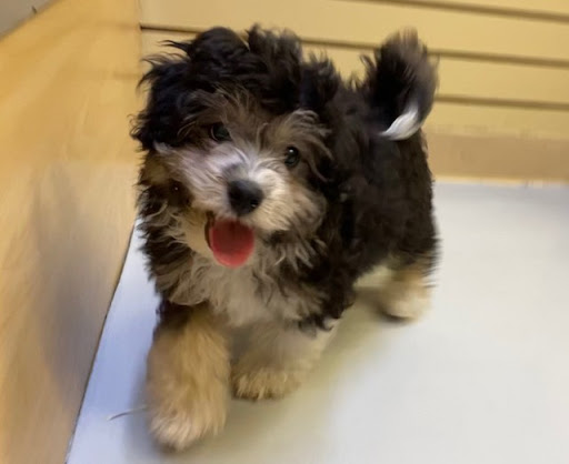 Pet Store «Pet Express», reviews and photos, 100 Independence Way, Danvers, MA 01923, USA