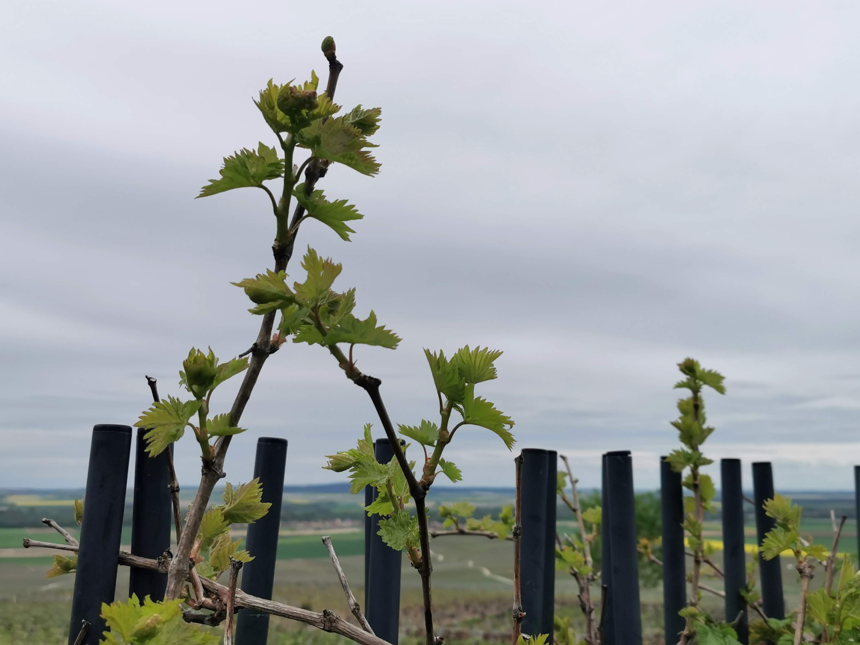 Photo n° 7 de l'avis de Solange.o fait le 07/05/2023 à 07:24