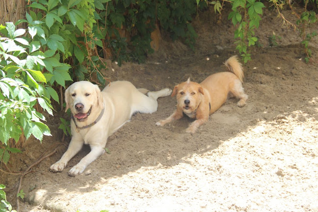 Rezensionen über Hundeschule Wiesental in Riehen - Hundeschule