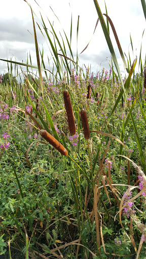 Public Golf Course «Angels Crossing Golf Club», reviews and photos, 3600 E W Ave, Vicksburg, MI 49097, USA