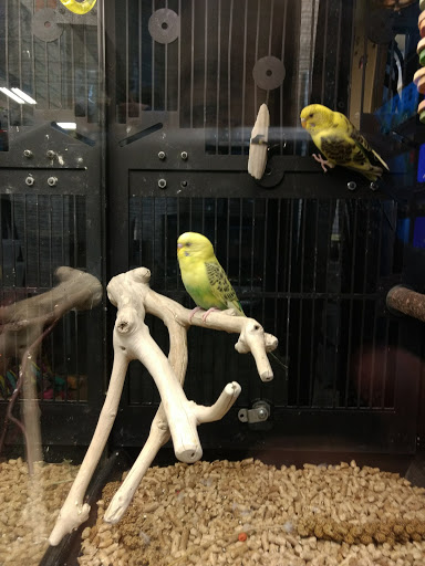 Pet Supply Store «PetSmart», reviews and photos, 139 Rolling Hills Cir, Easley, SC 29640, USA