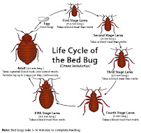 Bed Bug Exterminator Richmond - Photo 9 - Car repair in , Richmond