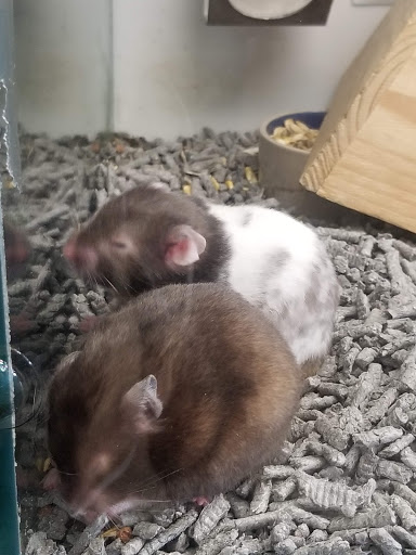 Pet Store «Super Pets», reviews and photos, 1807 E Chapman Ave, Orange, CA 92867, USA