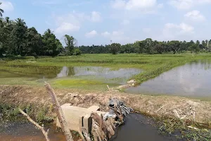 Paddy Fields image