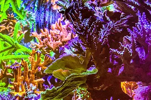 Swiss Coral Alliance - Private Korallen Zucht - Meerwasser Aquaristik image
