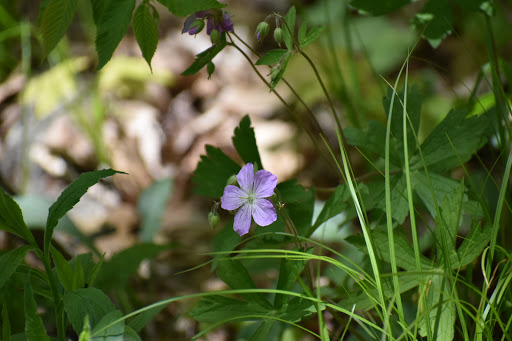 Nature Preserve «Ragged Mountain Memorial Preserve», reviews and photos, 240 Kensington Rd, Berlin, CT 06037, USA