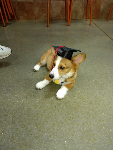 Pet Supply Store «PetSmart», reviews and photos, 139 Rolling Hills Cir, Easley, SC 29640, USA