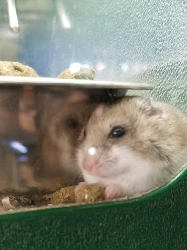 Pet Supply Store «Pet Supplies Plus», reviews and photos, 690 N State St, Westerville, OH 43082, USA