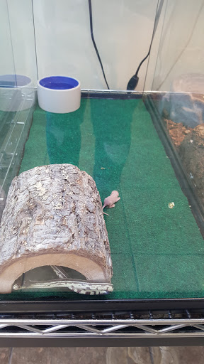 Reptile Store «Jurassic Pet Supplies», reviews and photos, 695 W Holt Ave #104, Pomona, CA 91768, USA